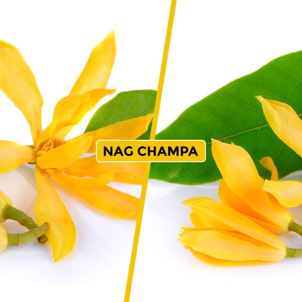 Nag Champa Perfume Oil - Image 8