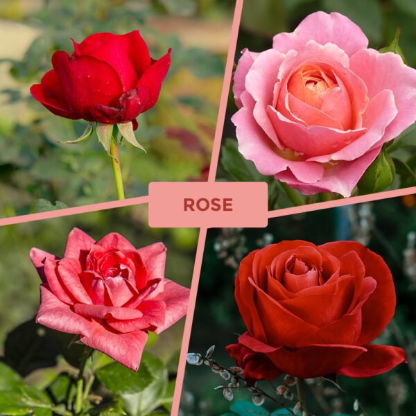 Roses Fragrance Oil - Image 7