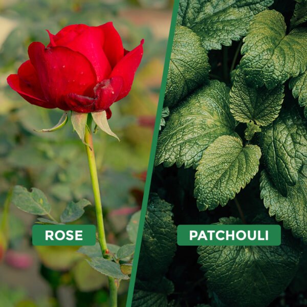 Rose Patchouli Fragrance Oil - Image 8