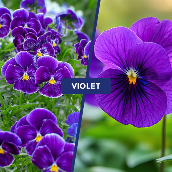 Violet Perfume Oil - Image 8